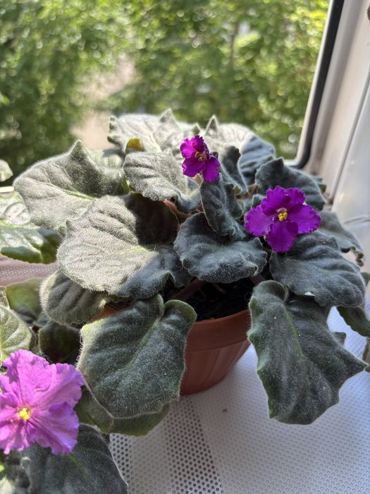 Фиалки комнатные цветы