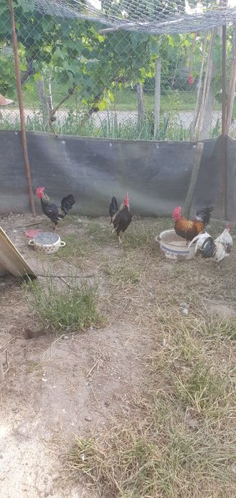 Vând rate mute, rățoi, 1 rata muta cu 15 boboci de 3 zile, cocoși iopani, porumbei