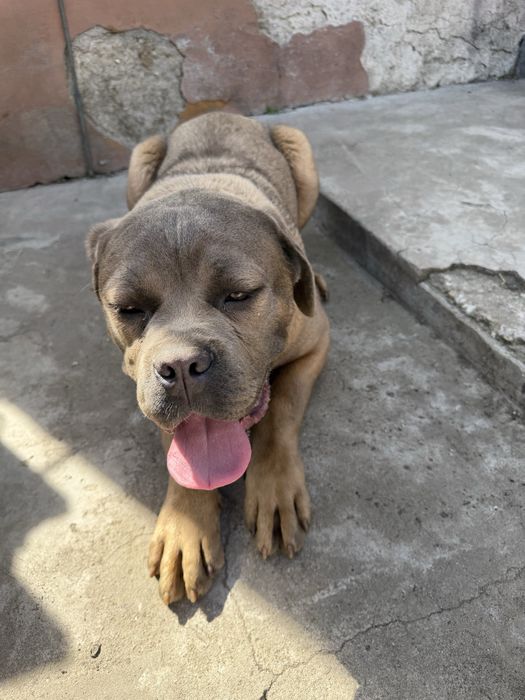 Mascul Cane Corso