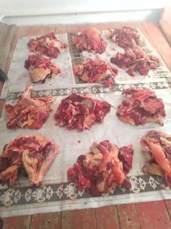 Қасапшы тәжірибелі.