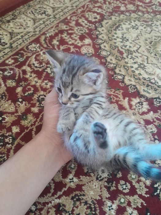 Отдам даром котёнка