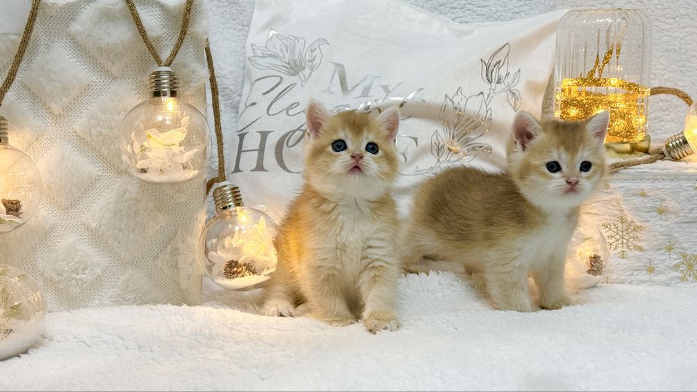 Девочка и мальчик  NY12