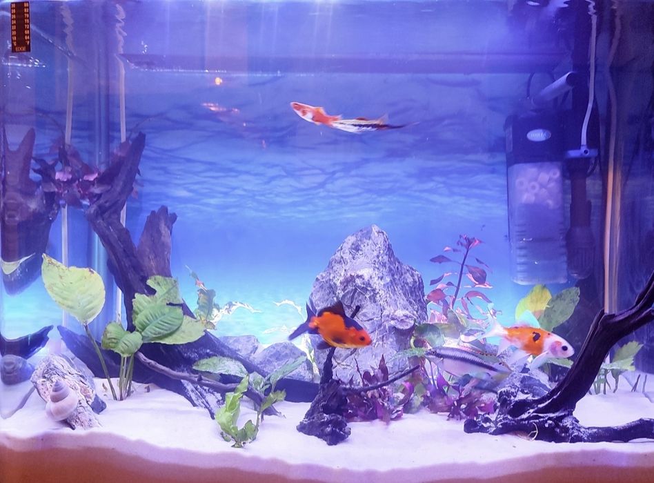 Аквариум RS-700EL – черен, пълен комплект + подаръци отлично състояние