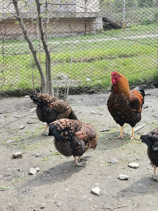 Wiandotte gsg și moțate