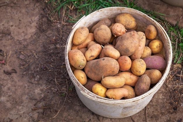 Дачный картофель