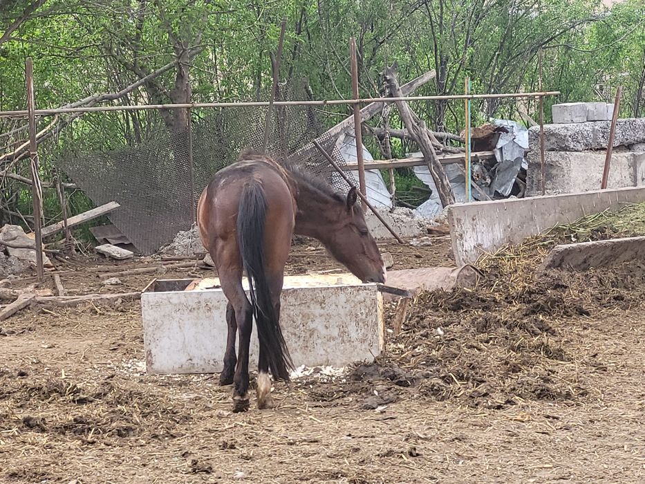 Семіз жылқылар  дөнен құнан тайлар