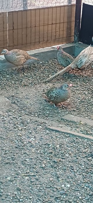 Fazani comuni masculi si femele de anul trecut