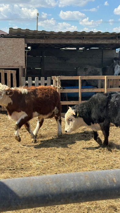 Бұқа сатылады. Срочьно