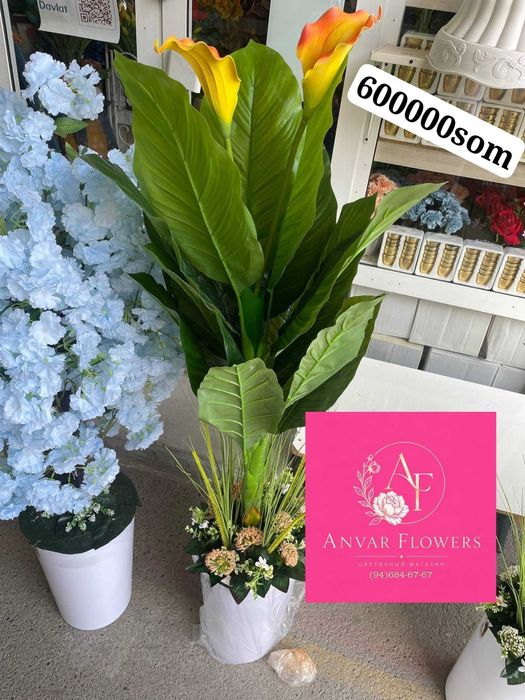 gullar darahtlar sotiladi sakura kala atrgul продается цвети и дерево