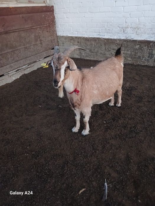 Ешкилер сатылады