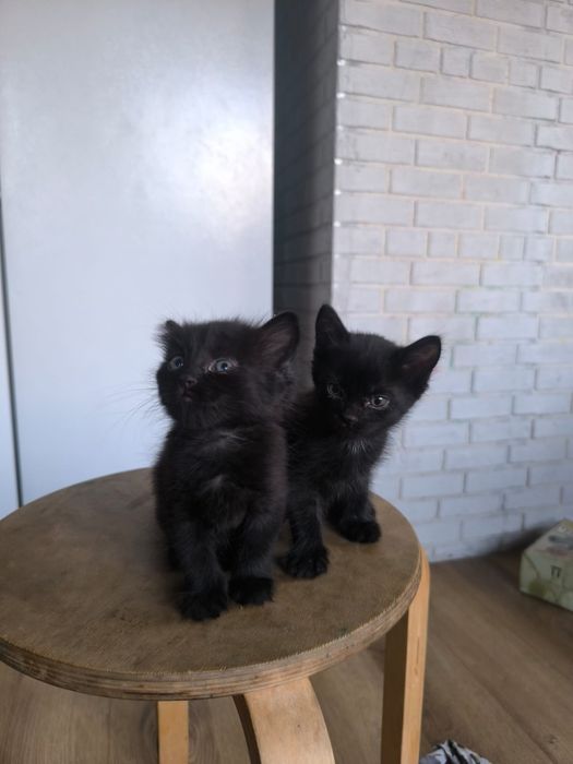 отдам черного котенка мальчика