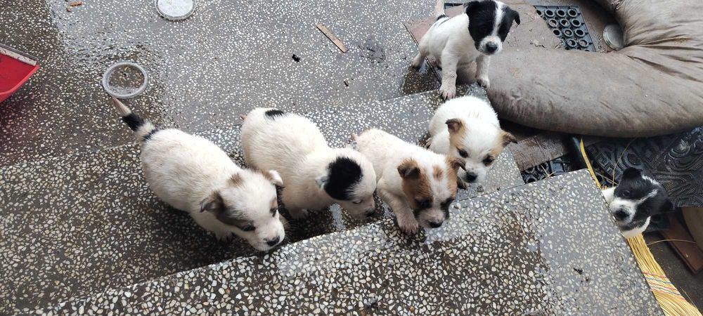 Джак Ръсел бебе на 2мес