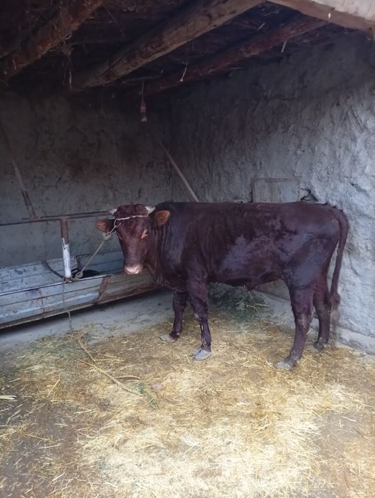 Buqa sotiladi narxni kelishamiz