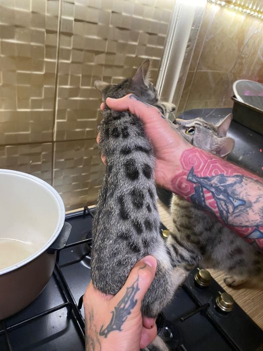 редкий котенок бенгал, угольное серебро