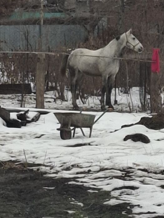 Продам лошадь на племя