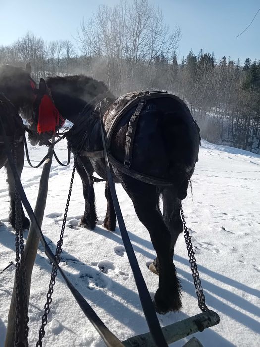 Mânză de vânzare!