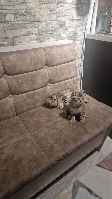 Продаются котята британские веслаухие