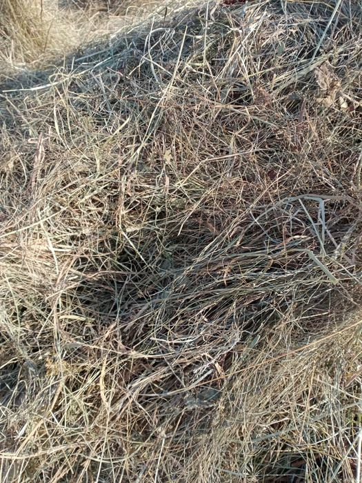 Продоётса рулоны сено