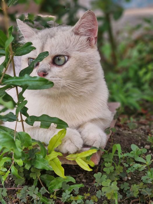 Серебристый шиншила для Вязки