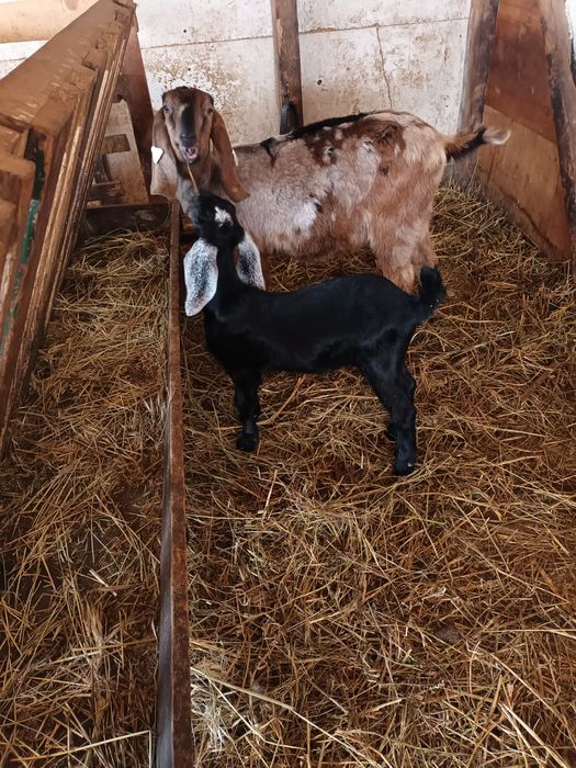 Țigaie sârbească și iezi anglonubieni