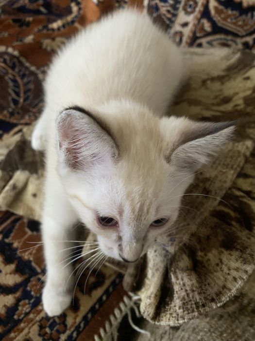 Отдам котят в хорошие руки