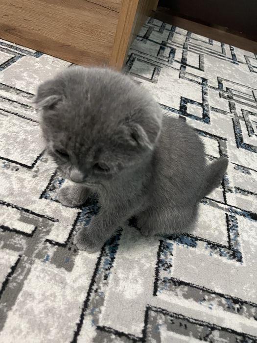 scottish fold sotiladi