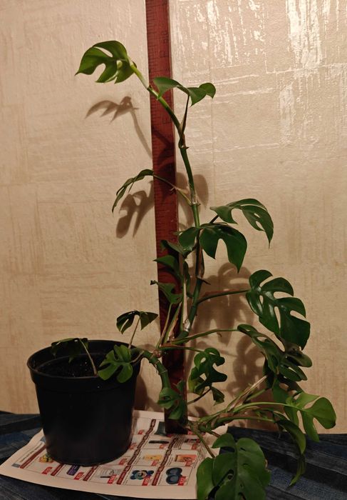 Монстера минима рафидофора. Комнатное растение.