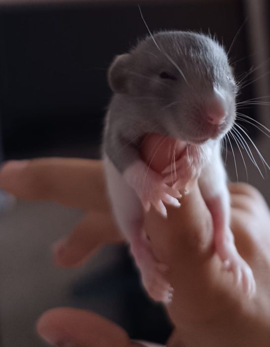 Продаю милых ласковых крысят.