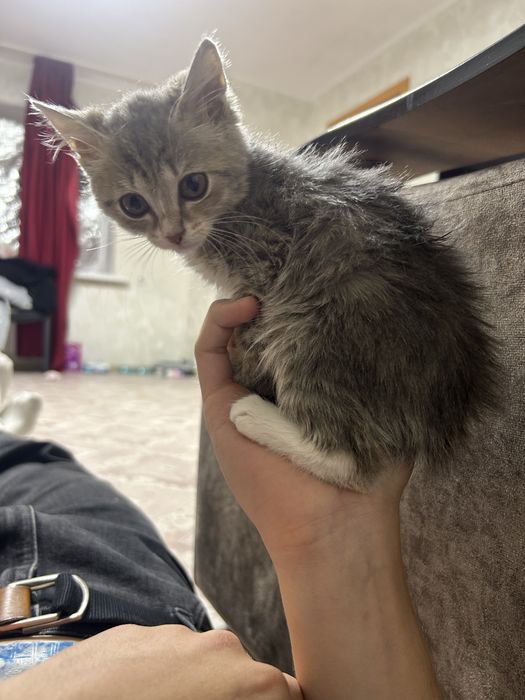 Срочно отдам кошечку