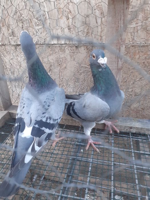 Voiajori  stil vechi