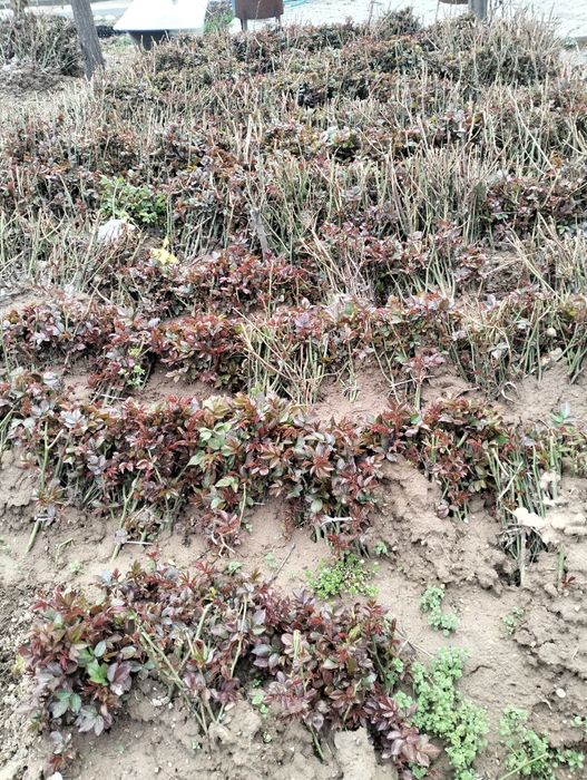 Atirgul koʻchat koʻzlari bor