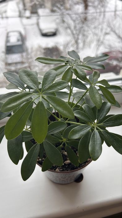 Милая шефлерка однотон