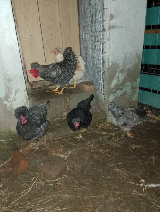 Disponibile găini moțate