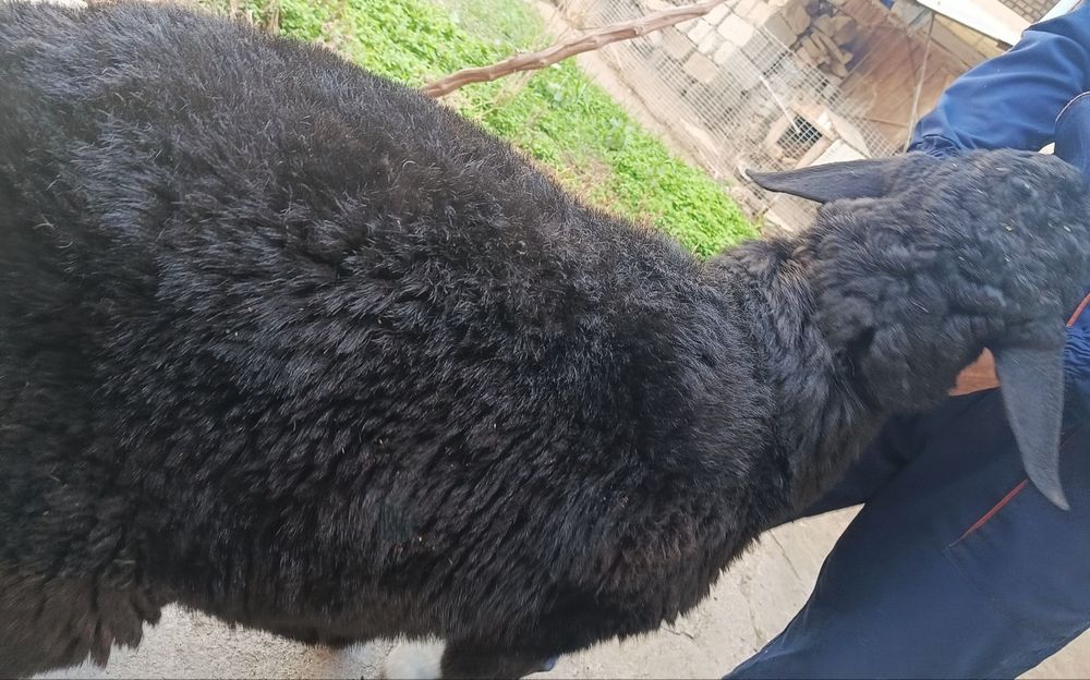 ELITA Toza Hisori Semiz Sifat Qazoqi Qochqor sotiladi