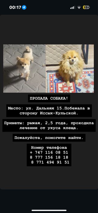 Пропала собака!