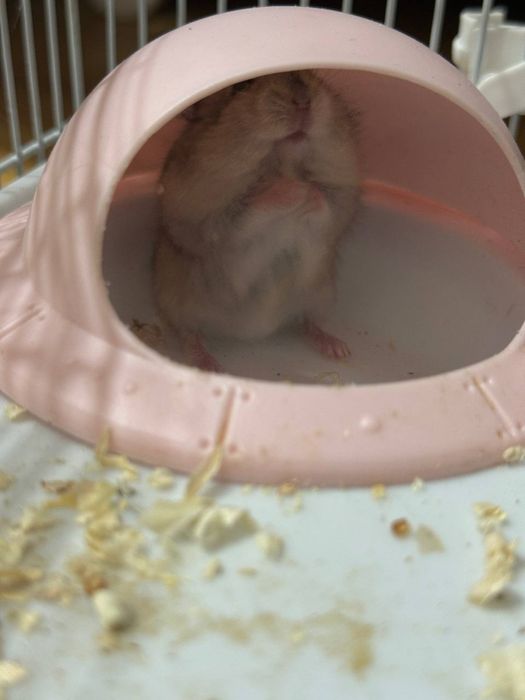 джунгарский хомяк