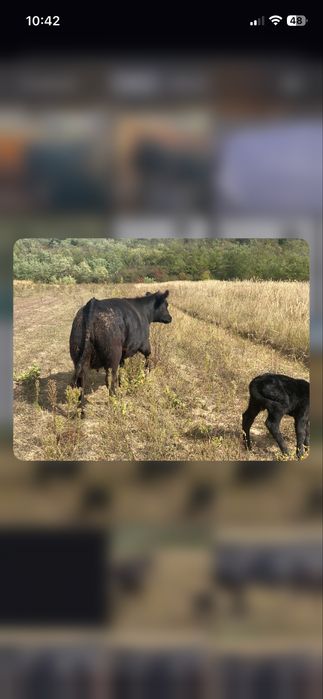 Aberdeen Angus  fatate cu vitei inscrise in COp