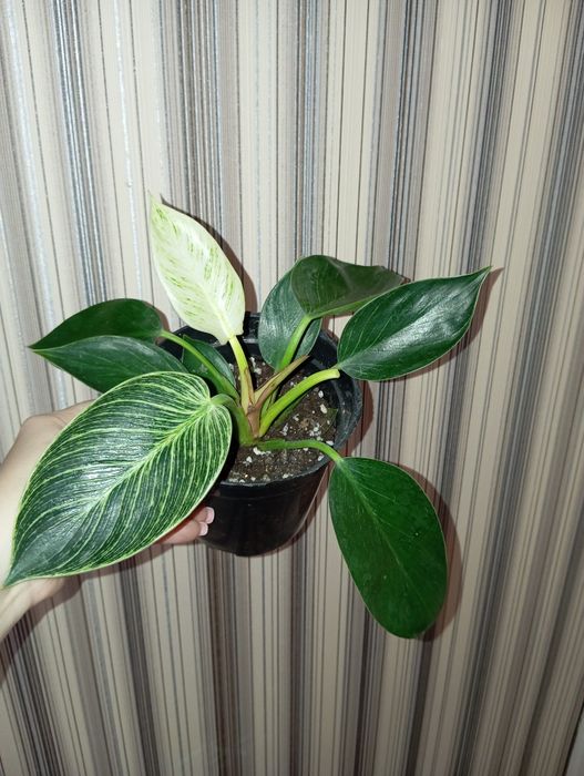 Продам Филодендрон