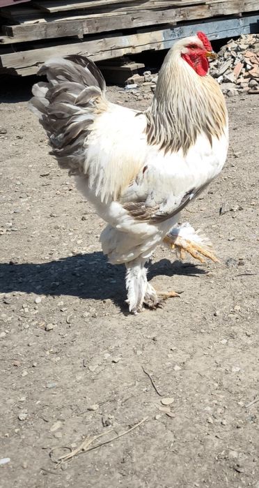 Disponibil Cocoș Brahma HD