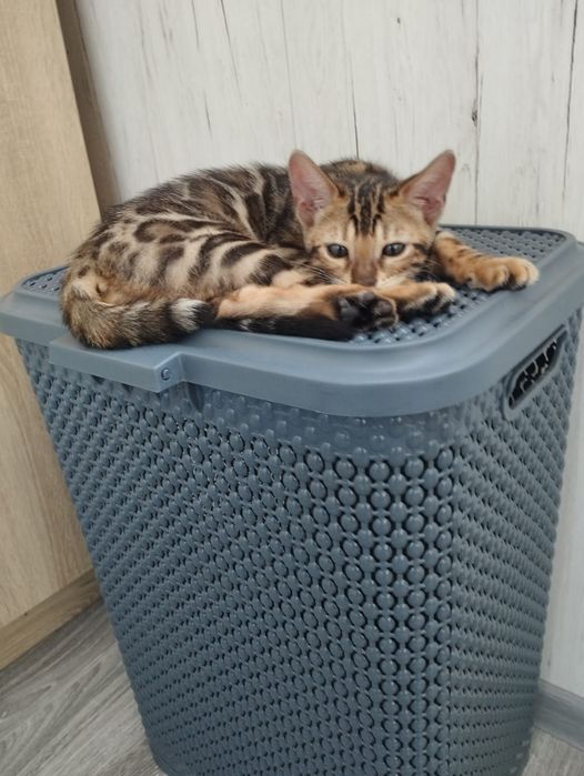 Продам котёнка бенгал