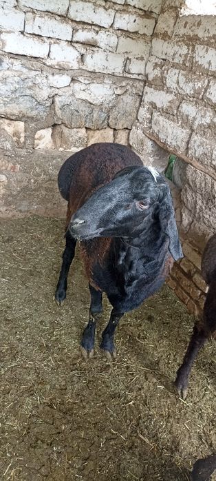 Qurbonlik uchun qo'chqorlar