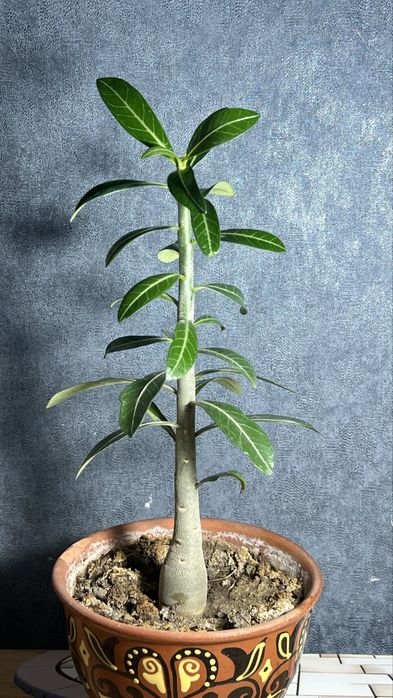 Адениумы 2 годовалые