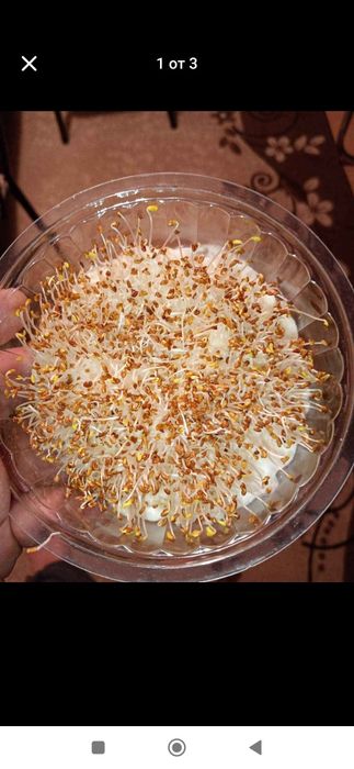 Декускутирано Семе люцерна  Приста 3, 6€