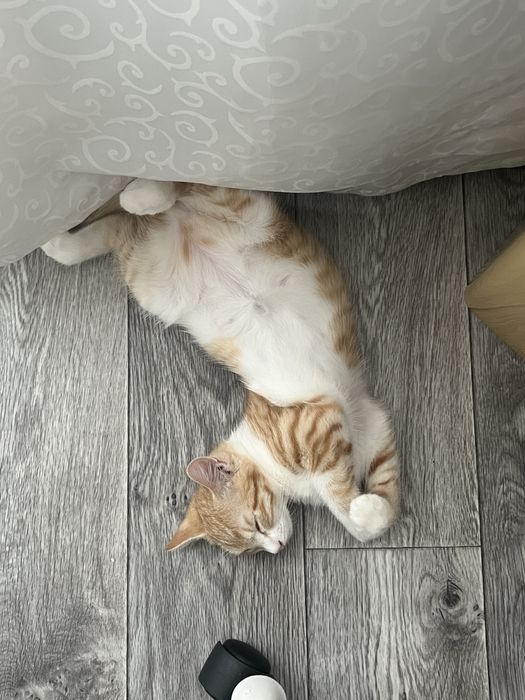 Котика в хорошие руки