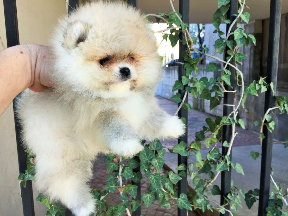 Померан мини Померанчета