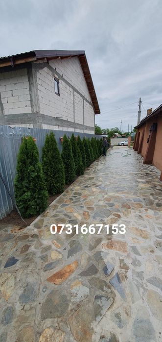 Tuia smarald Calitate extra