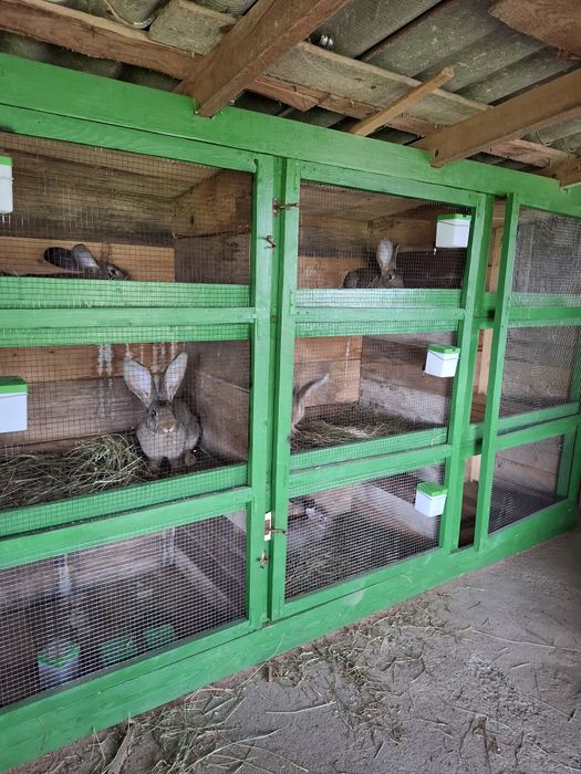 Iepuri ug de diferite vîrste din cuiburi separate