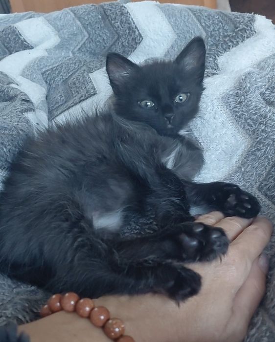 Отдам котёнка 2 месяца