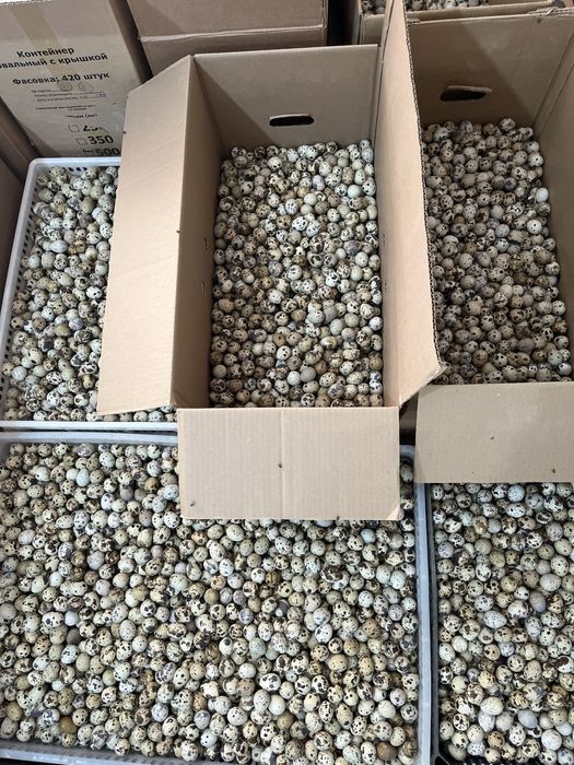 Яйцо перепелинное