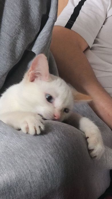 отдам котика мальчика